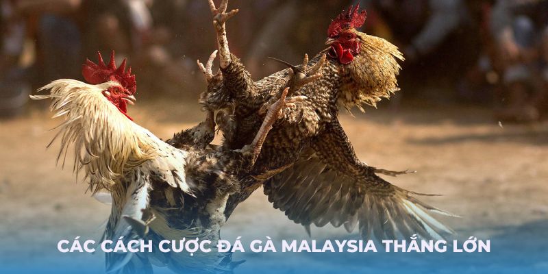 Các cách cược đá gà Malaysia thắng lớn