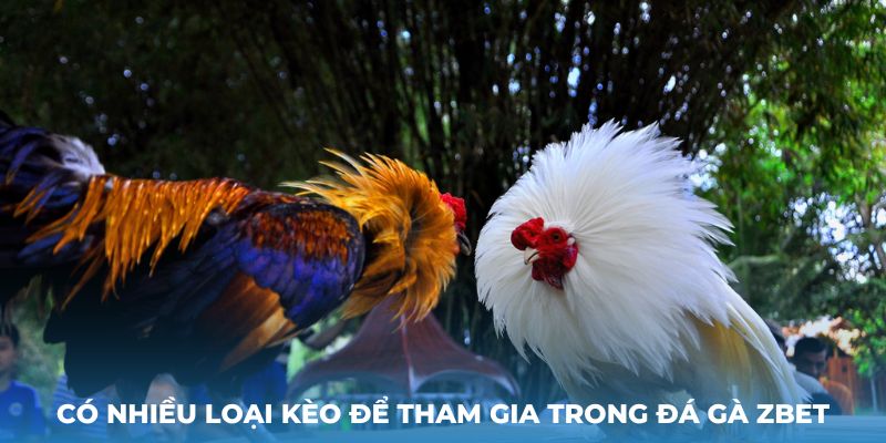 Có nhiều loại kèo để tham gia trong Đá Gà Zbet