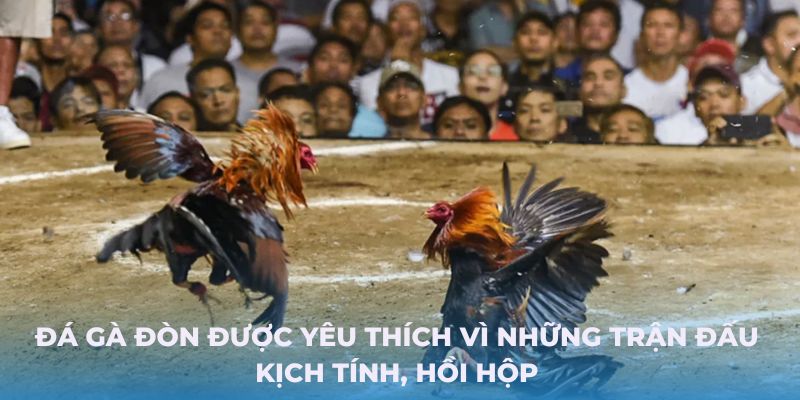 Đá gà đòn được yêu thích vì những trận đấu kịch tính, hồi hộp