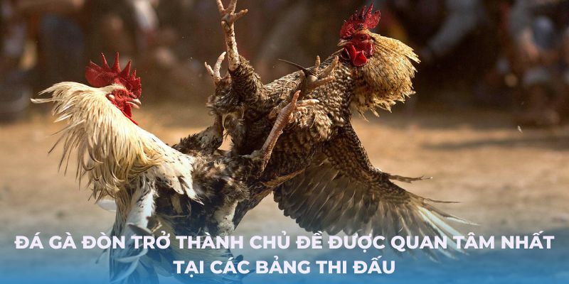 Đá gà đòn trở thành chủ đề được quan tâm nhất tại các bảng thi đấu