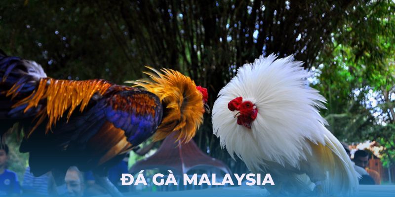 đá gà malaysia