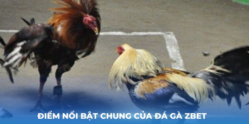 Điểm nổi bật chung của Đá Gà Zbet