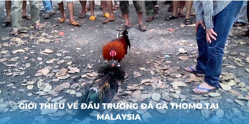 Giới thiệu về đầu trường đá gà Thomo tại Malaysia