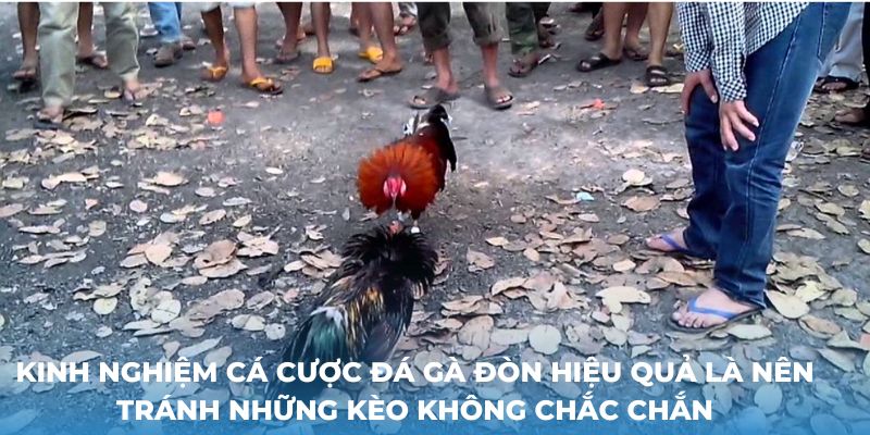 Kinh nghiệm cá cược Đá gà đòn hiệu quả là nên tránh những kèo không chắc chắn