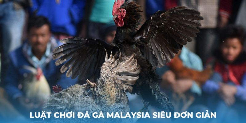 Luật chơi đá gà Malaysia siêu đơn giản